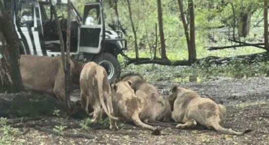 Zoo Keeper Killed By Lions In Front Of Visitors
